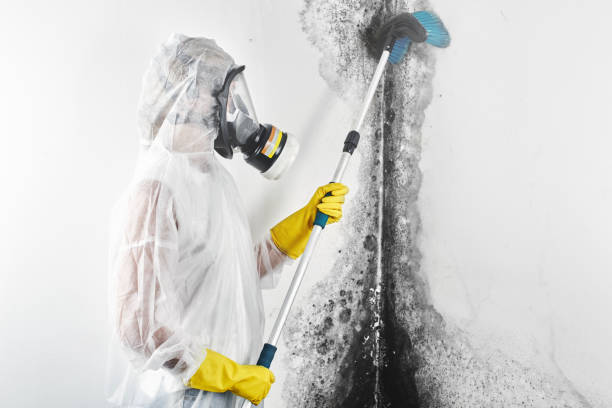 Best Emergency Mold Remediation  in Stratford Downtown, CT