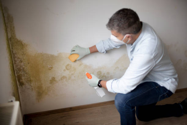 Best Commercial Mold Inspection  in Stratford Downtown, CT