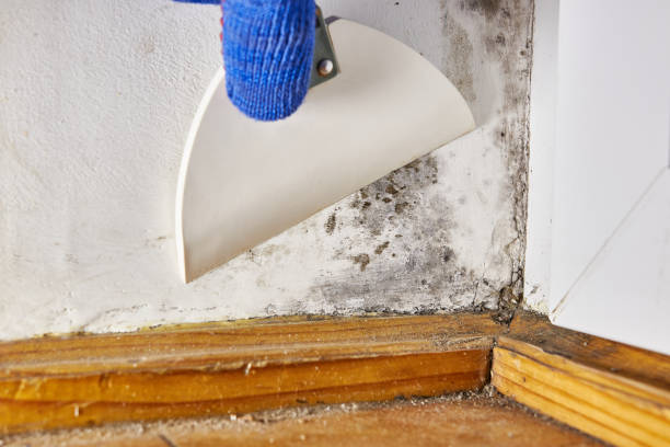Best Industrial Mold Remediation  in Stratford Downtown, CT